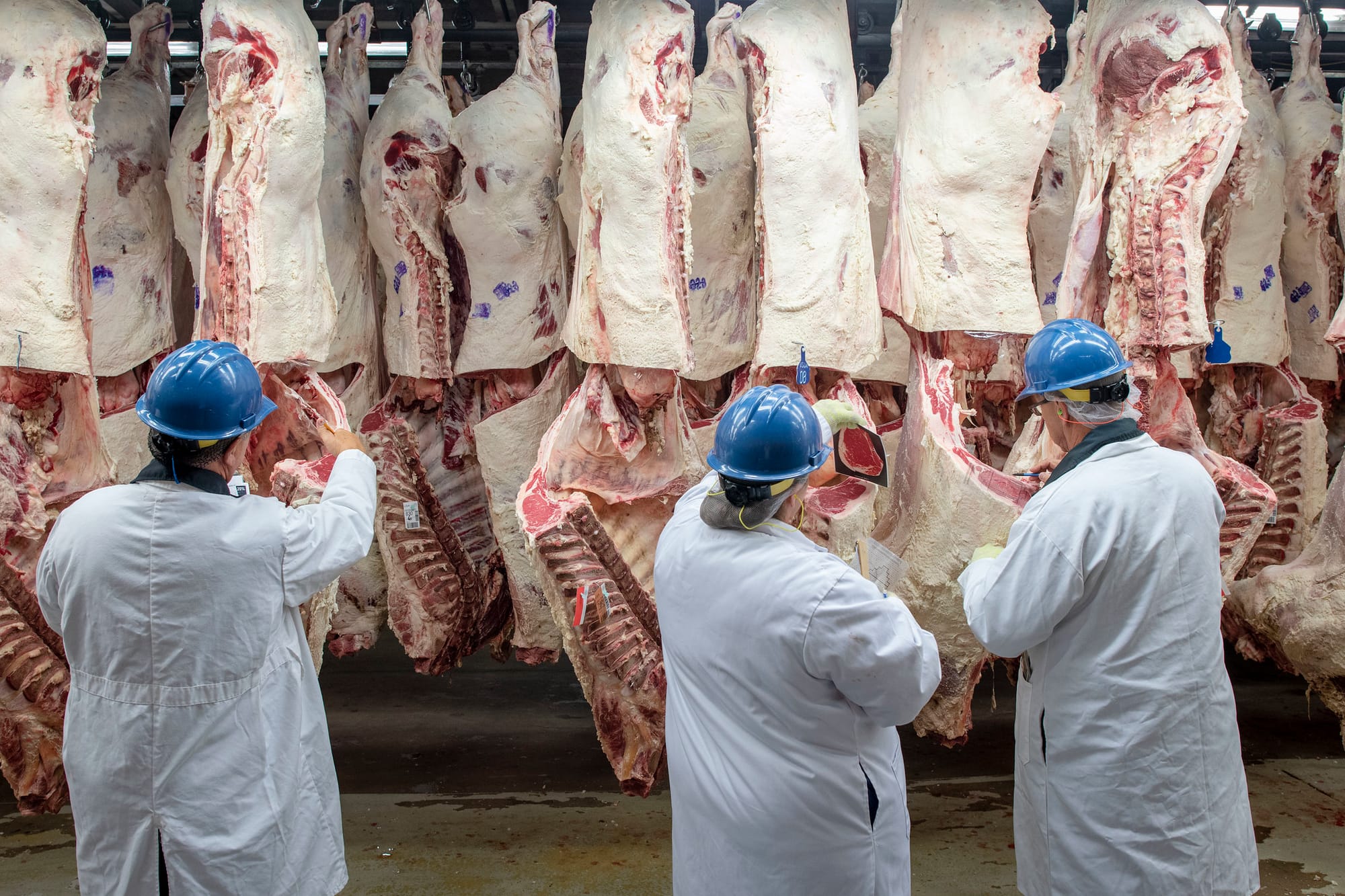 USDA Beef inspectors