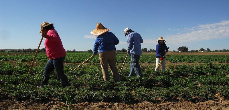 Deportations, raids and visa access. How the presidential election could alter life for immigrant farmworkers.