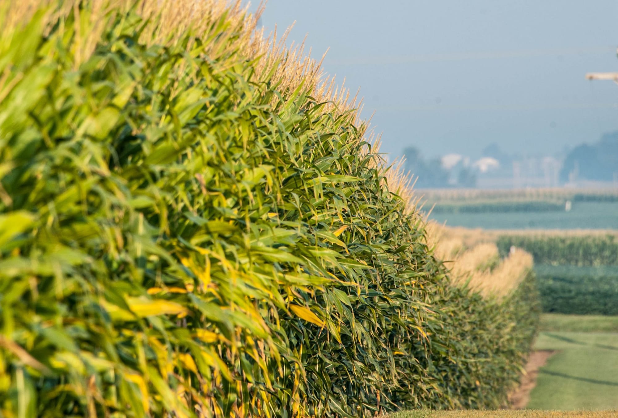 Illinois Farm Bureau sees ‘moral obligation’ to protect livestock from extreme weather. It opposes temperature standards for workers.