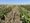 Illinois soil health investments at risk