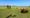 Longhorn cattle pictured on June 27, 2026, at Grande Horn Ranch near Interstate 40. The tree line in the background marks the