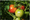 Tomatoes on a vine