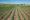 Land Values report due to be released this week; trend shows continued increase in value for Midwestern farmlands