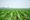 GRAPHIC: Knee high by Fourth of July?