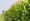 Video: How to estimate corn yield