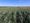 Fertilizer washes off Midwest farm fields and taints communities' drinking water, poisons Gulf of Mexico