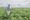 Study: Climate change likely to lead to decreased soybean yields