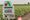 Pesticide applicators report drift issues with dicamba, even when using brand names in good weather
