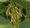 Damage from dicamba spurs confusion, questions