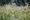 Dicamba drift puts natural areas at risk, environmental groups warn