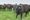 Local Communities Fight Air Pollution From Large Animal Farms