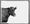 Critics doubt the benefit of new pill that reduces gas emissions in cows