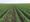 Farmers Pushing Their Point About Dicamba Regulation In State Complaints