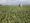 Farmers reeling after storm rips through millions of acres of crops