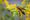 What bugs are Iowans seeing?