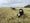 Response to avian flu in US dairy herd lacking