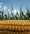 GRAPHIC: In past decade, global agriculture’s rate of growth has slowed