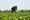 Farmworker advocates take issue with U.S. House ag committee recommendations on H-2A program