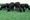 New screwworm threat halts cattle imports from Mexico, fueling beef supply worries