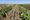 Illinois governor moves to slash cover crop funds despite rising demand