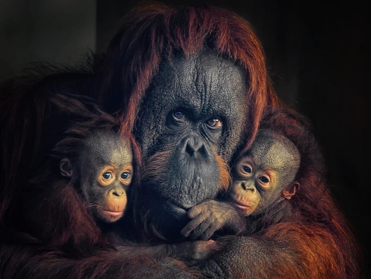 Dearest mum, lessons from nature’s greatest mothers