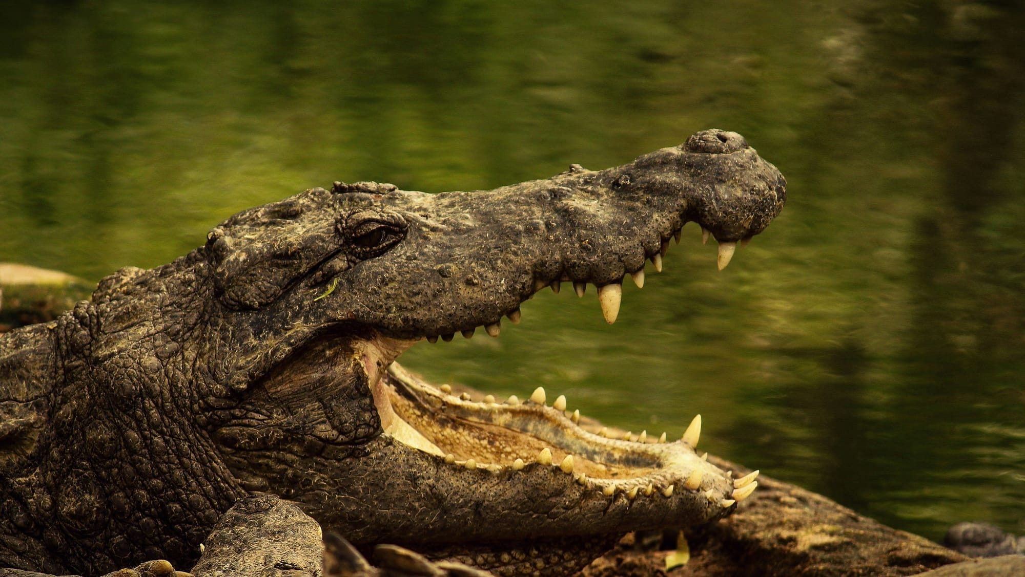 The river’s oldest resident