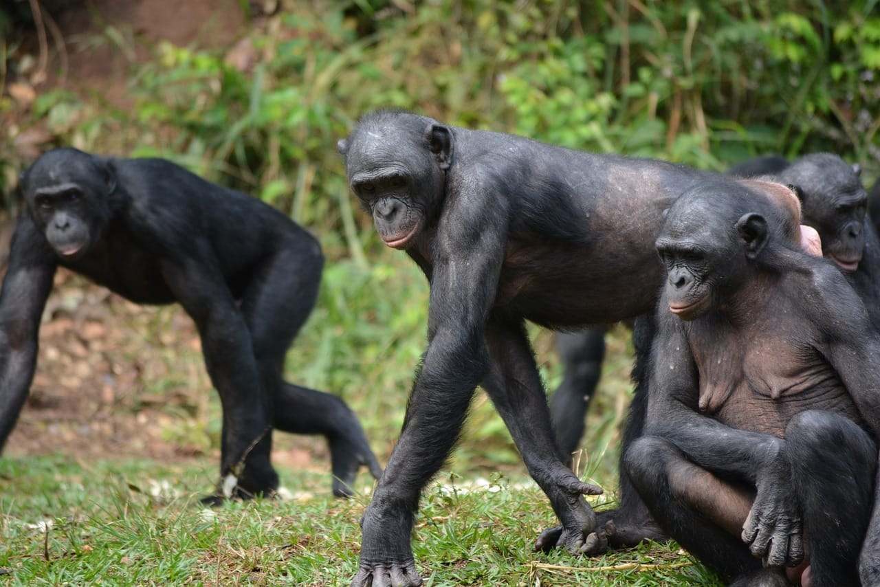 Group of bonobos walking and sitting on grass in front of dense green foliage.