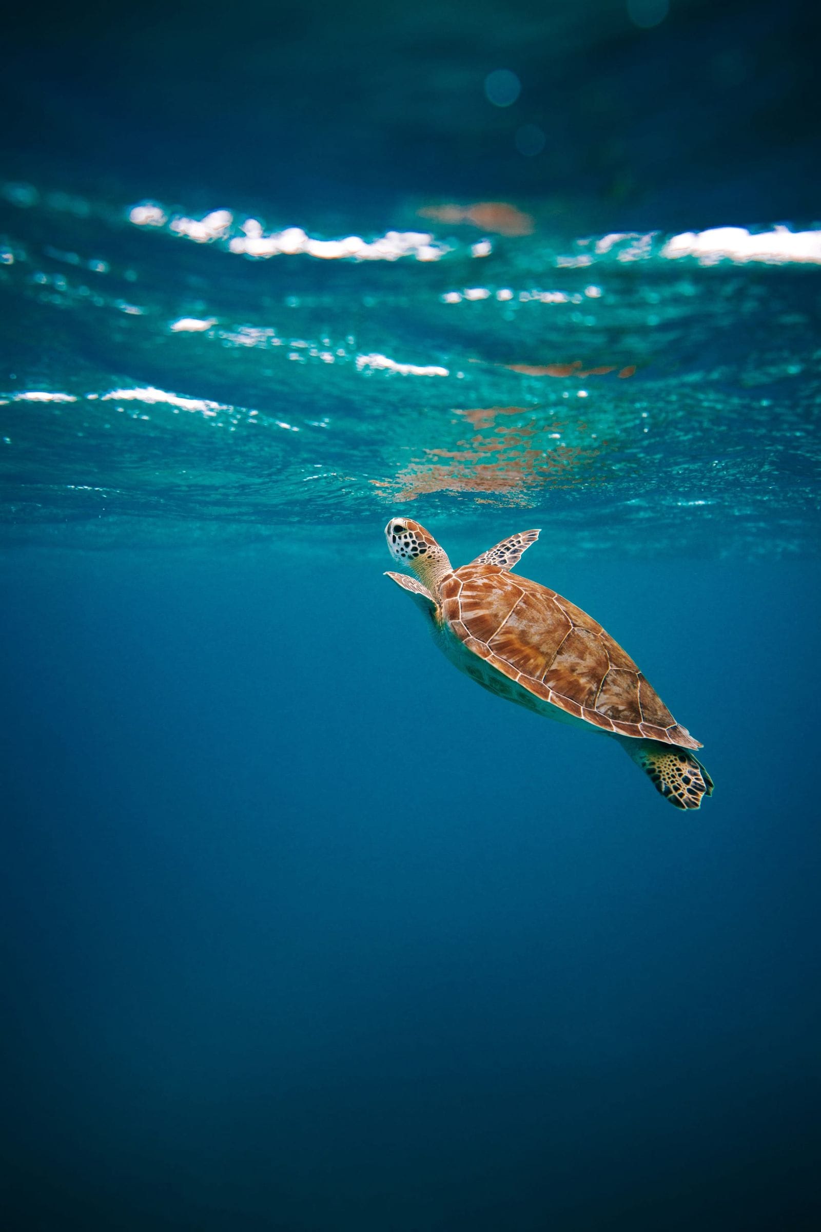 Sea turtle swimming just below the ocean surface, sunlight rippling on the water above.