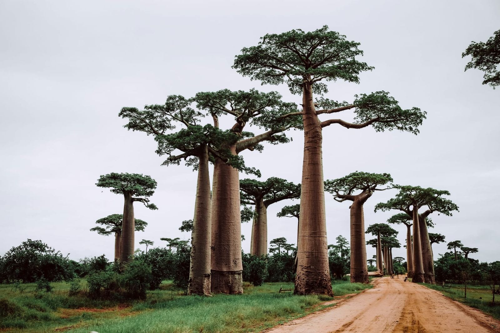 Avenue of tall baobab trees with bottle-shaped trunks lining a red dirt road in Madagascar, under an overcast sky.