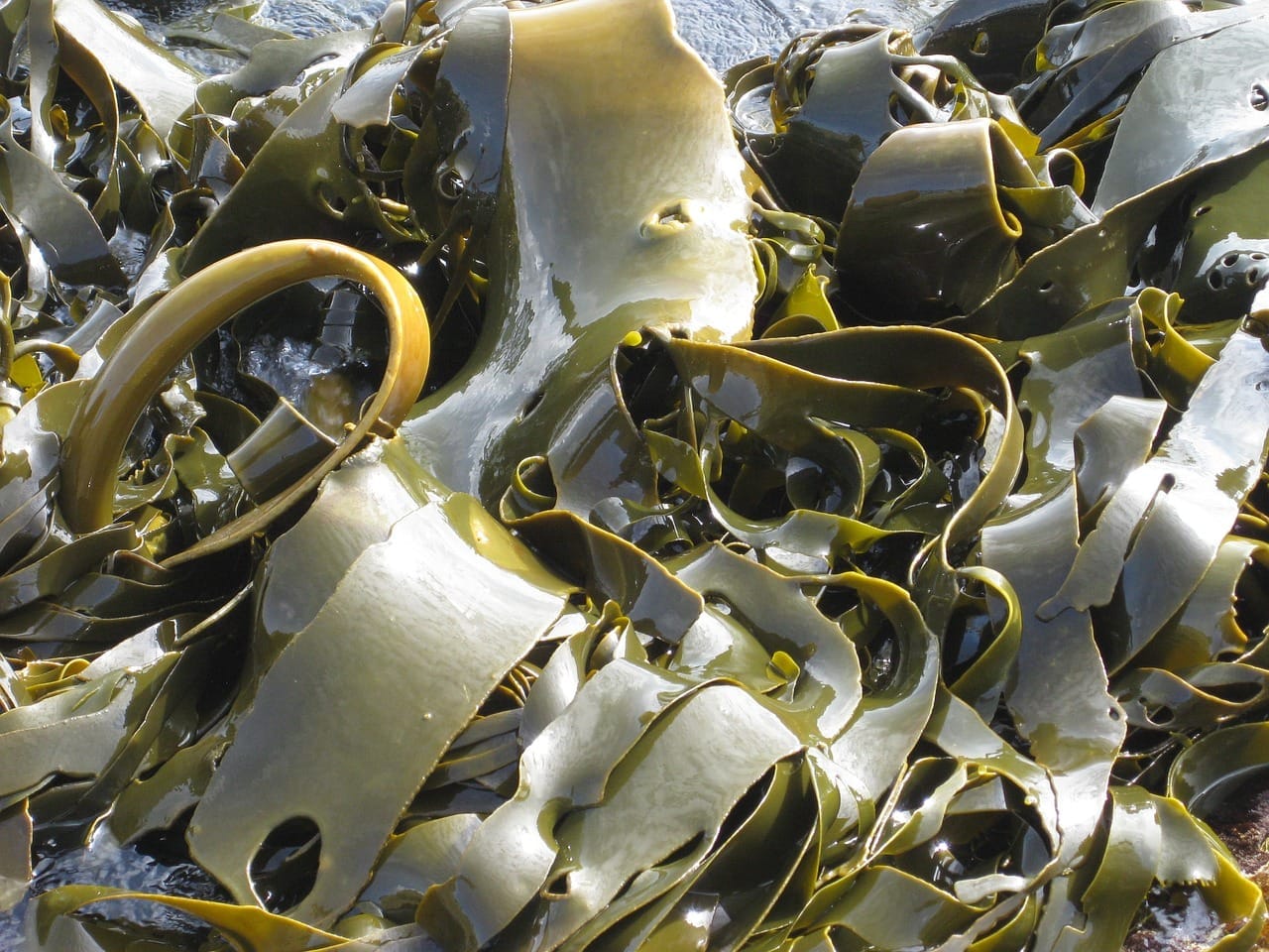 Close-up of glossy brown kelp fronds with a round air bladder, washed up on rocks at the shoreline.