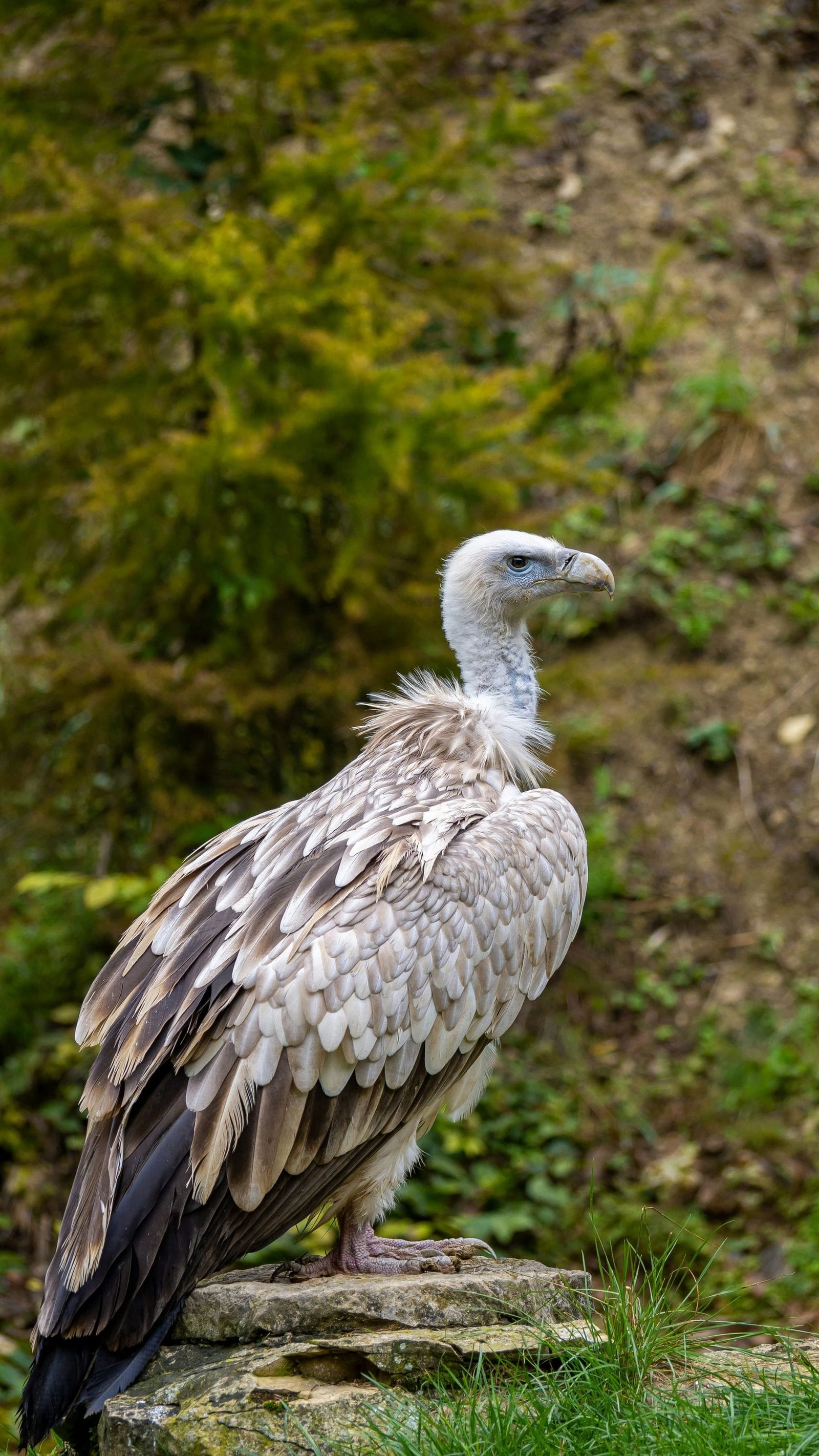 Griffon vulture with a white head and ruffled brown-and-cream feathers standing on a rock in front of green foliage.