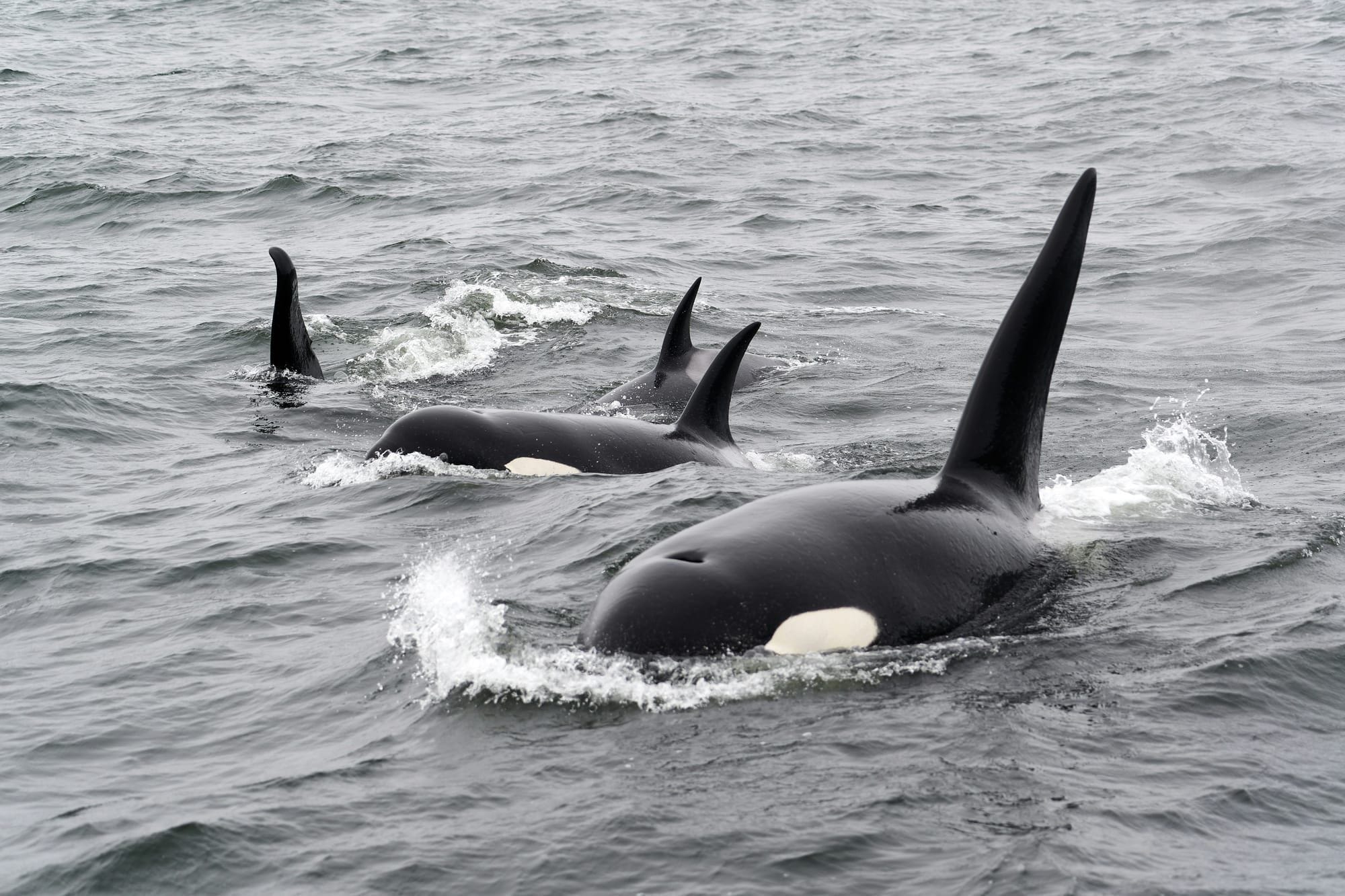 A wild orca has never killed a human