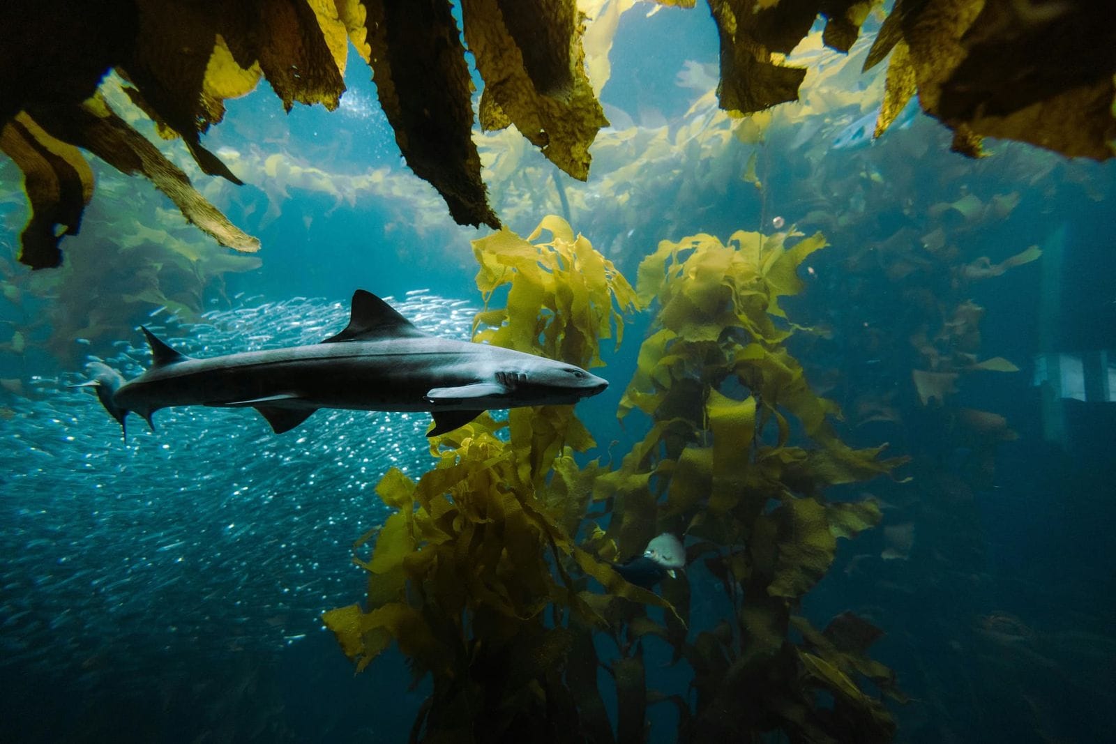 Leopard shark swimming through an underwater kelp forest, with a school of small fish glinting in the background.