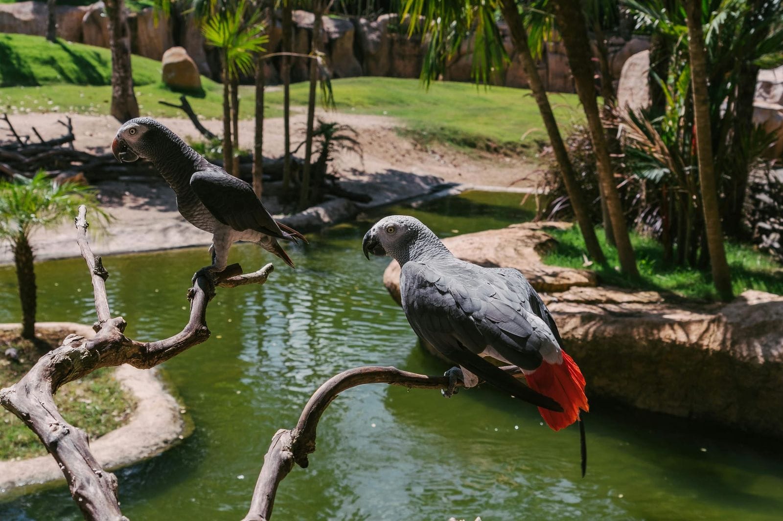 Two African grey parrots perched on a bare branch above a green pond, surrounded by palm trees.