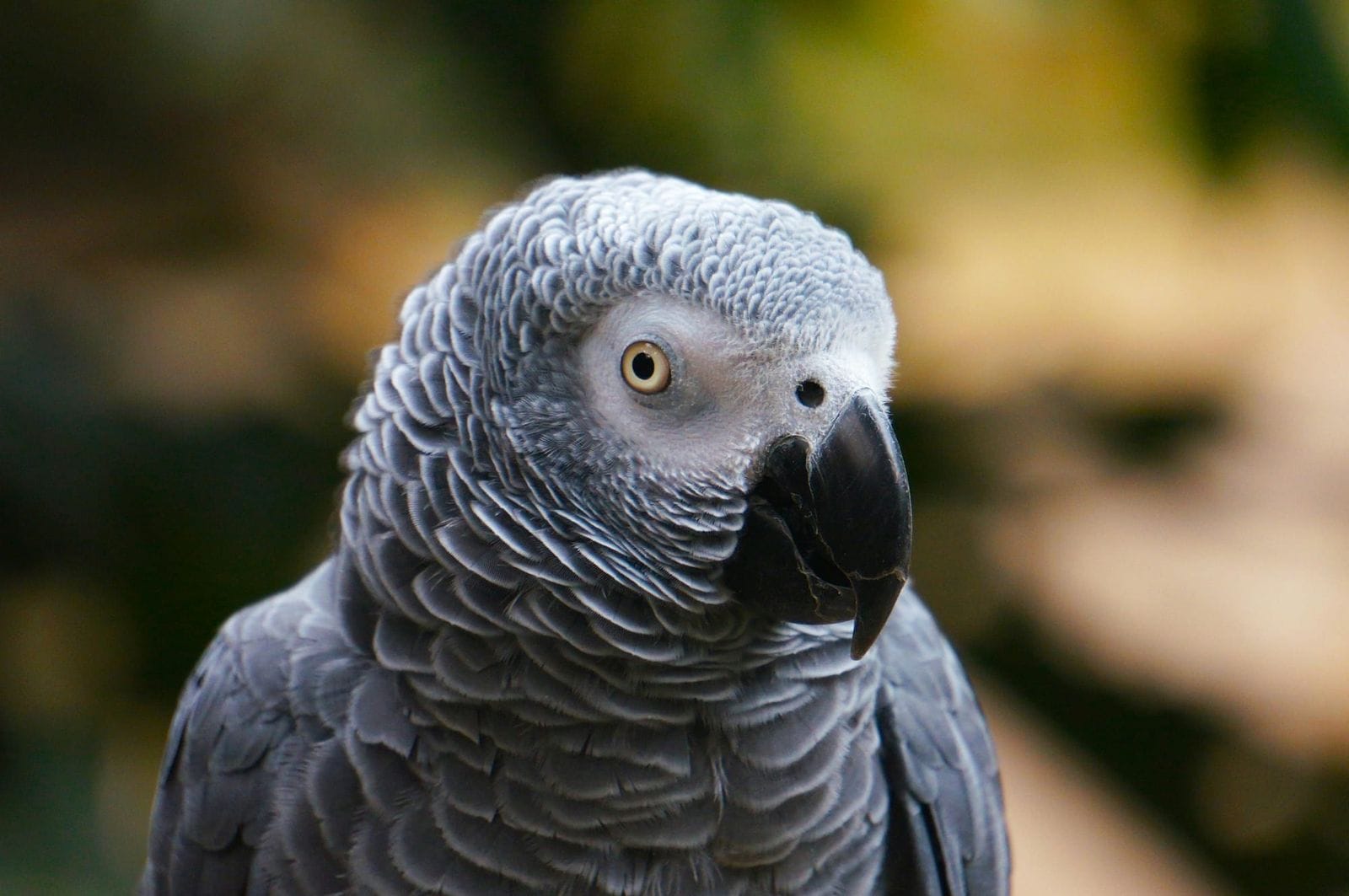 Close-up of an African grey parrot's head and chest, showing its pale eye and dark curved beak.