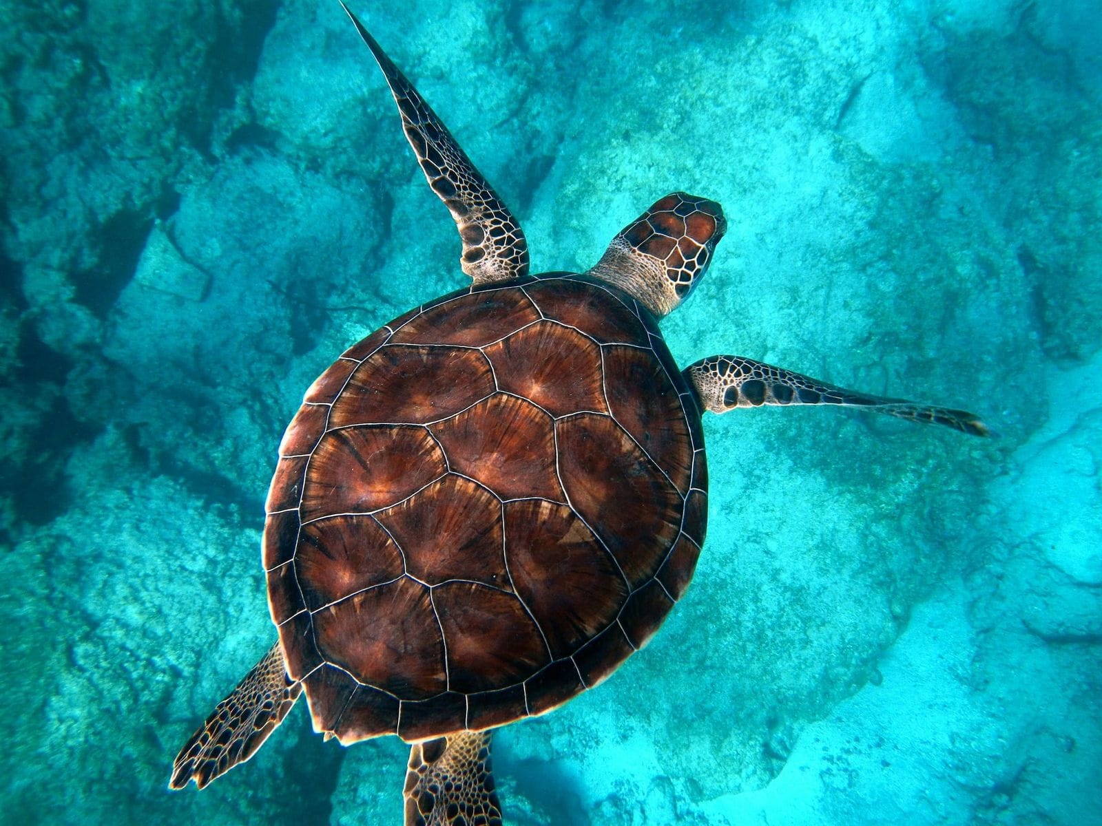 Sea turtle swimming over a coral reef, viewed from above with flippers outstretched.