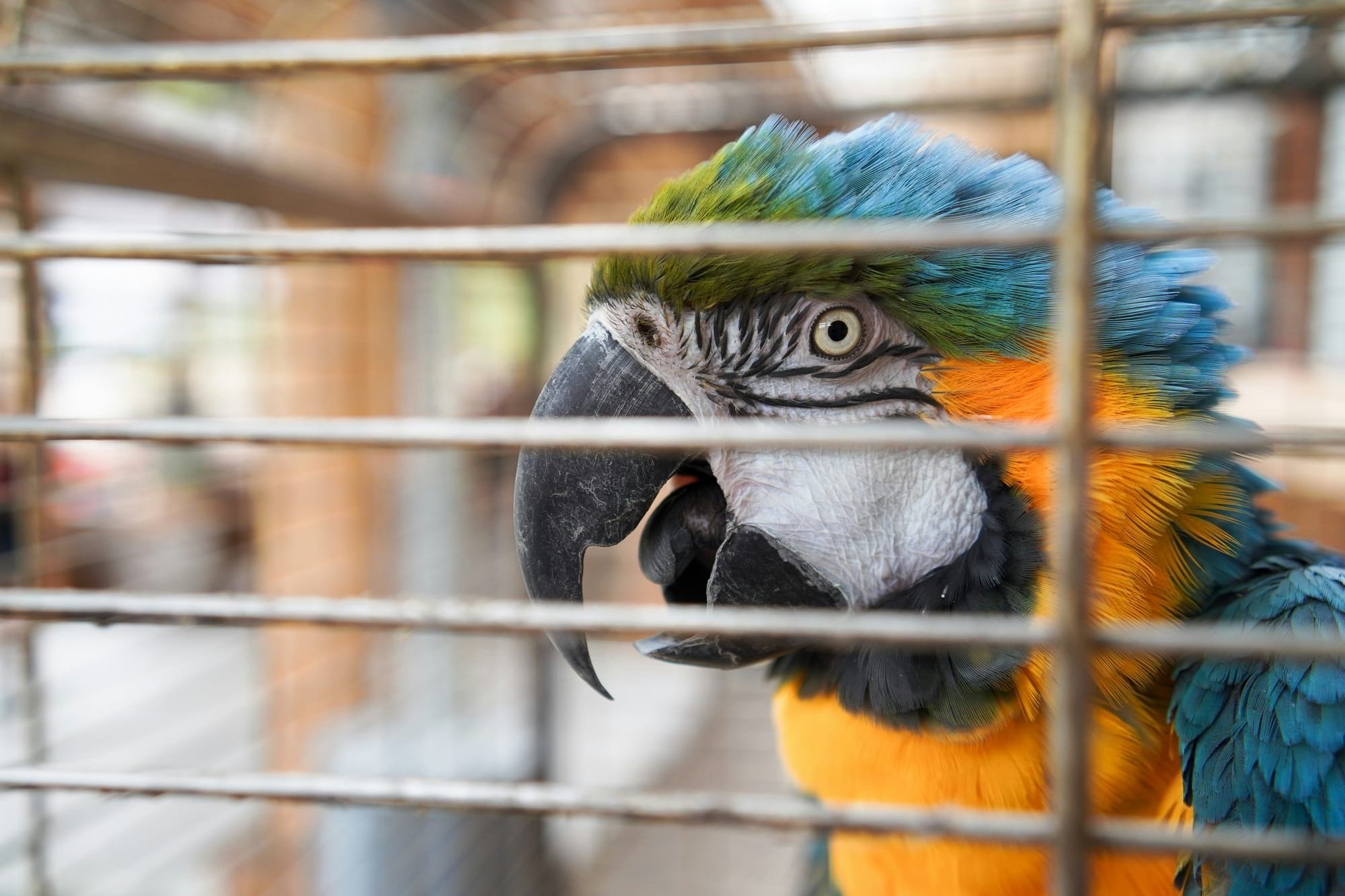 Wild animals are not pets