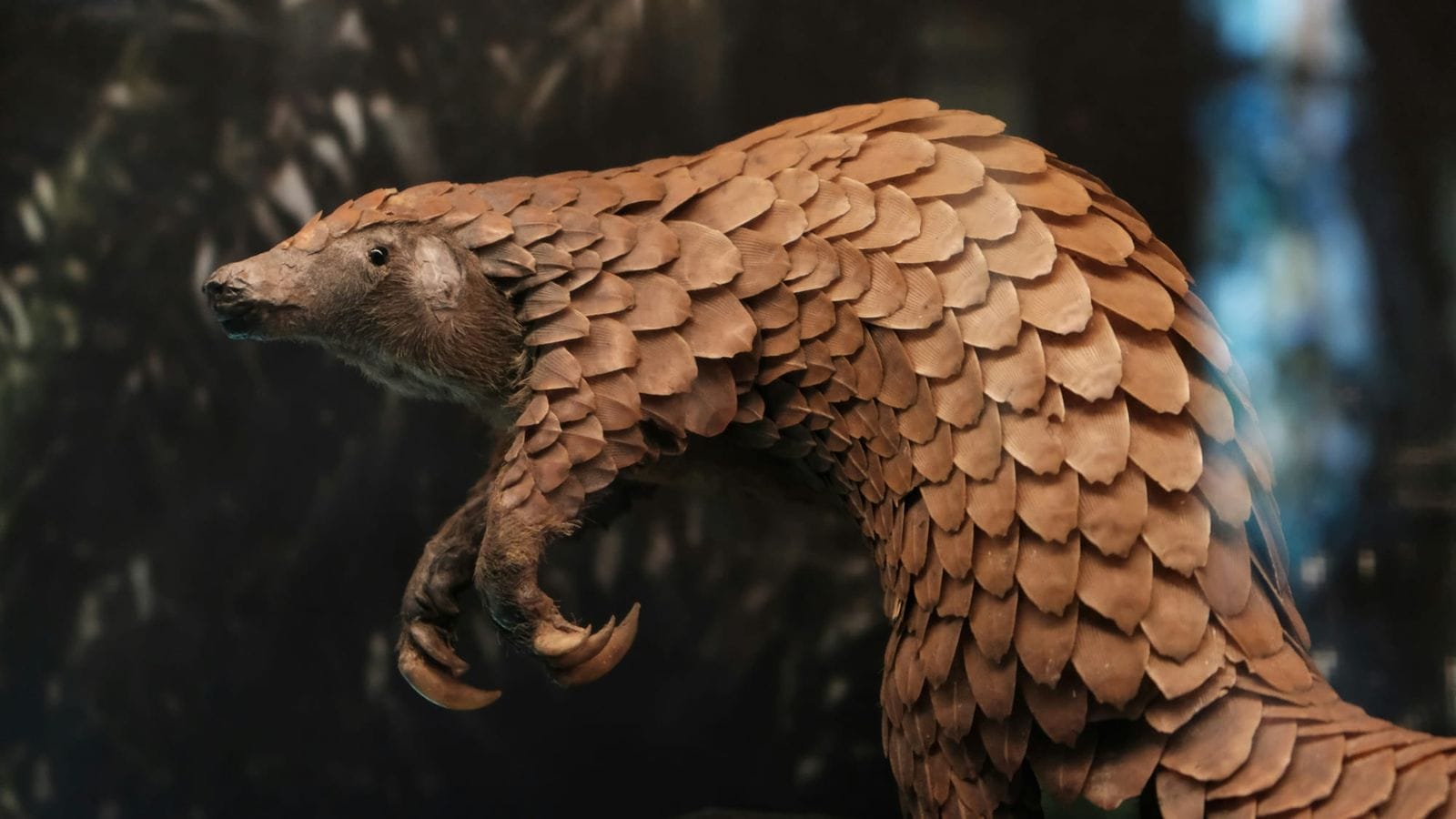 Close-up of a pangolin curled into a defensive position, showing its scaly back and clawed front foot.