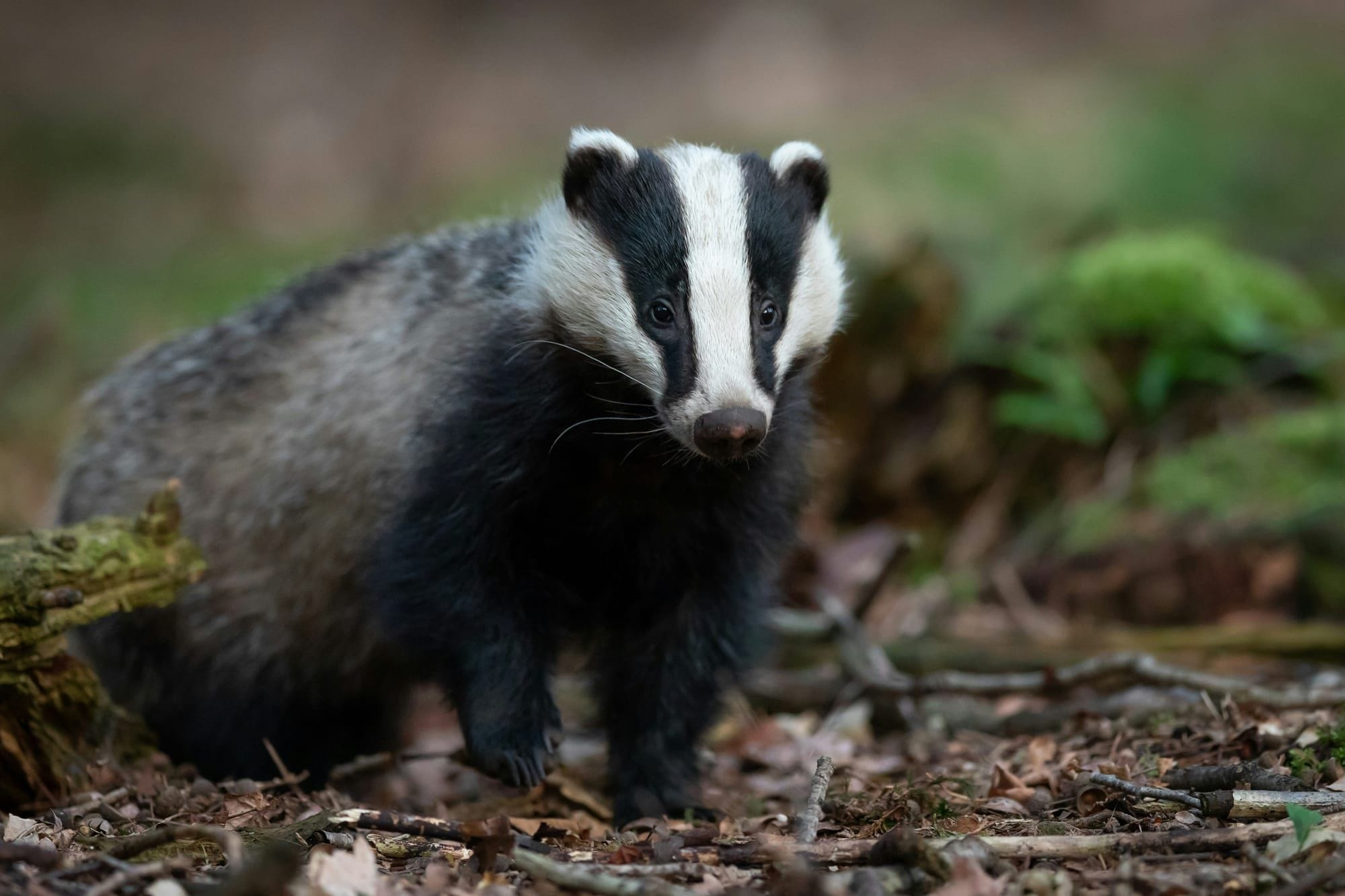 Let's talk badgers
