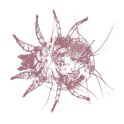 larvae