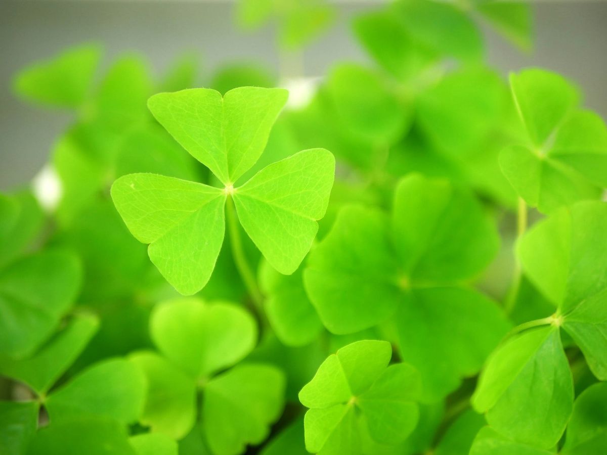 A closeup photo of shamrocks.