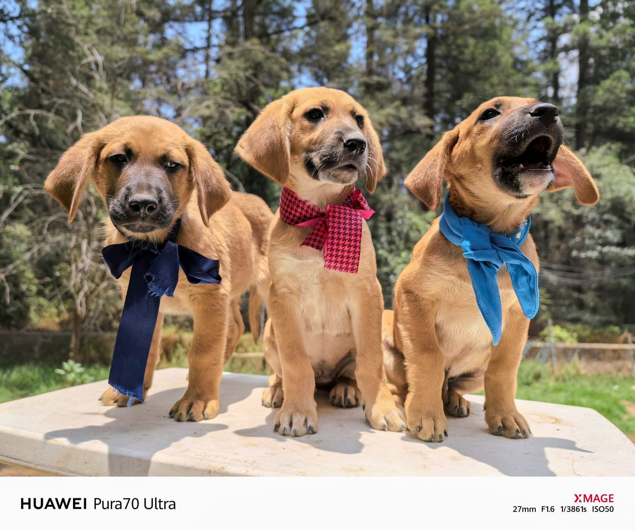 Presume a tu mascota con HUAWEI y participa para ganar hasta un HUAWEI Pura 70