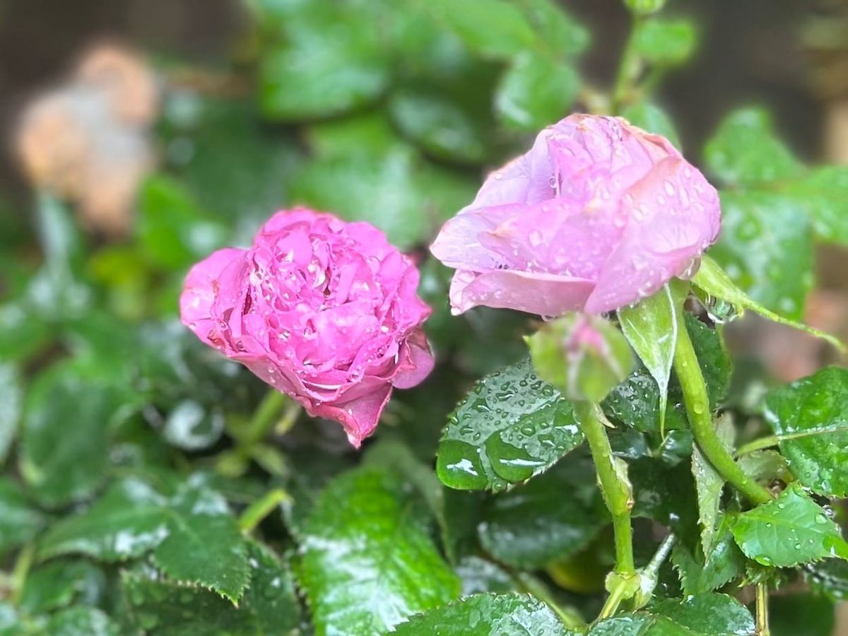 Words Fall Like Rain