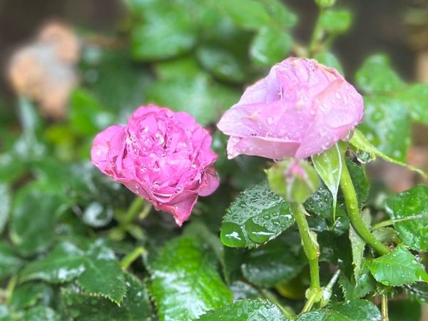 Words Fall Like Rain