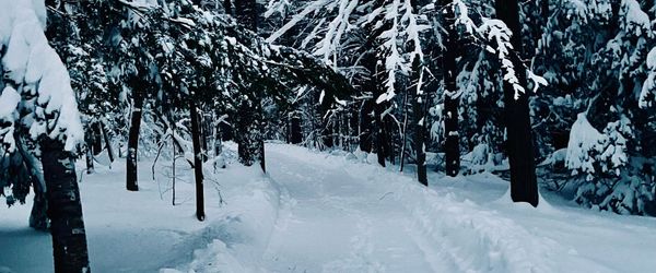 Snow Haves and Have Nots