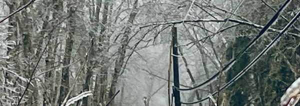 Tell Him Not to Feed the Bears