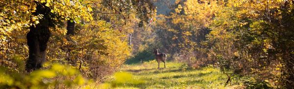Good Luck, Little Buck