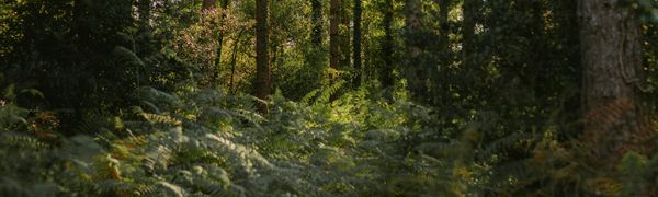 The Deep Green