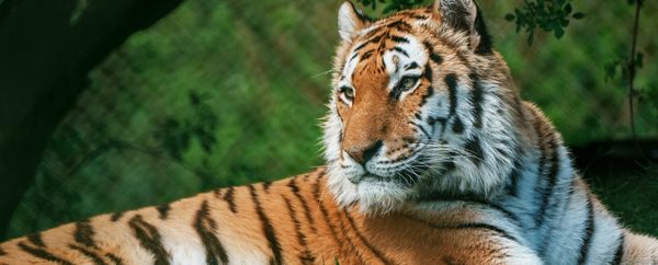 Golden Tigers