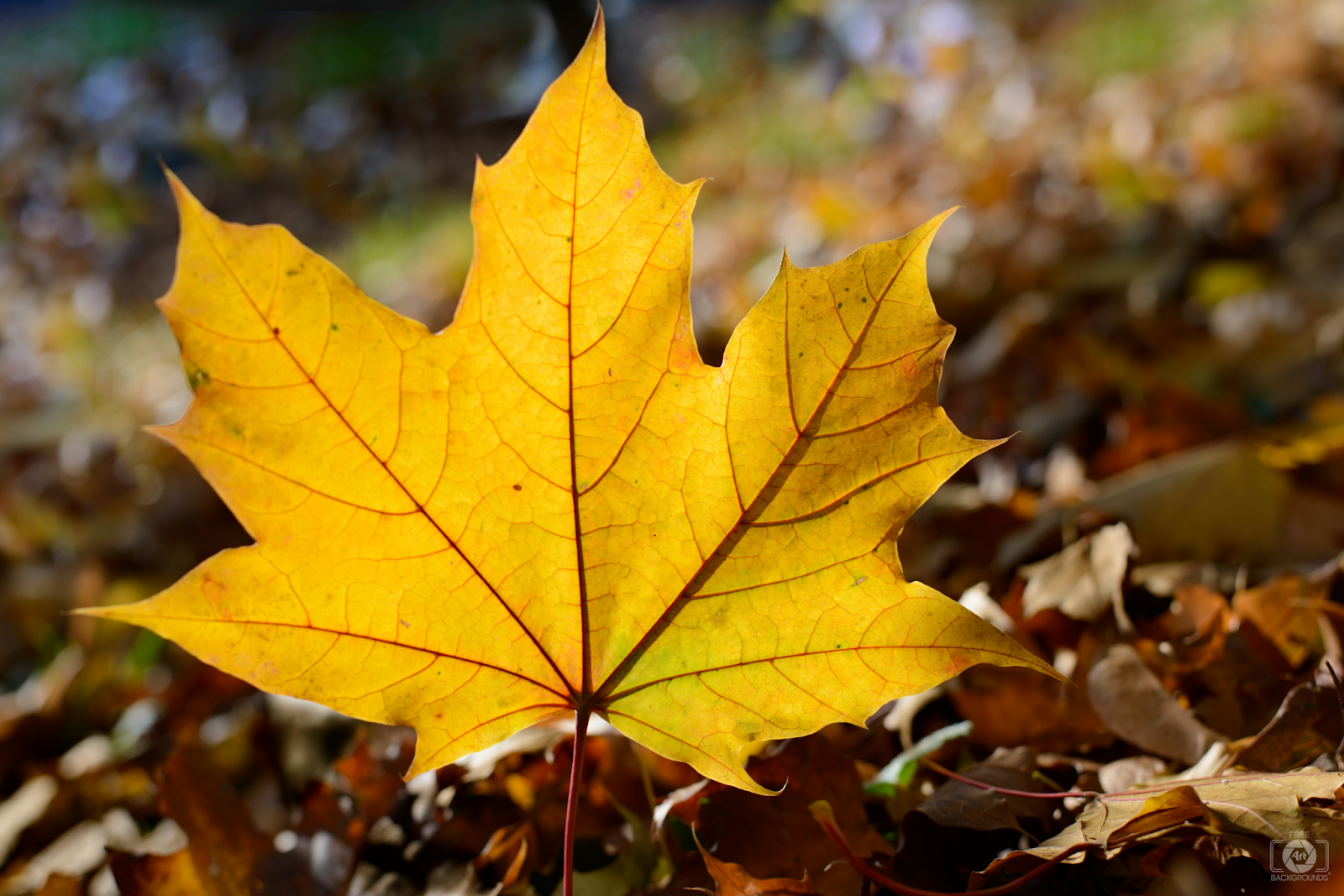 Learn fall expressions in Chinese - an image of a yellow leaf